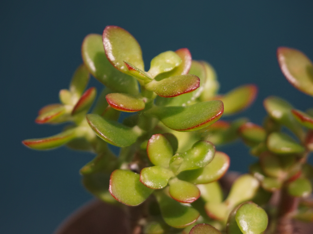 Krasula | Crassula ova minor |