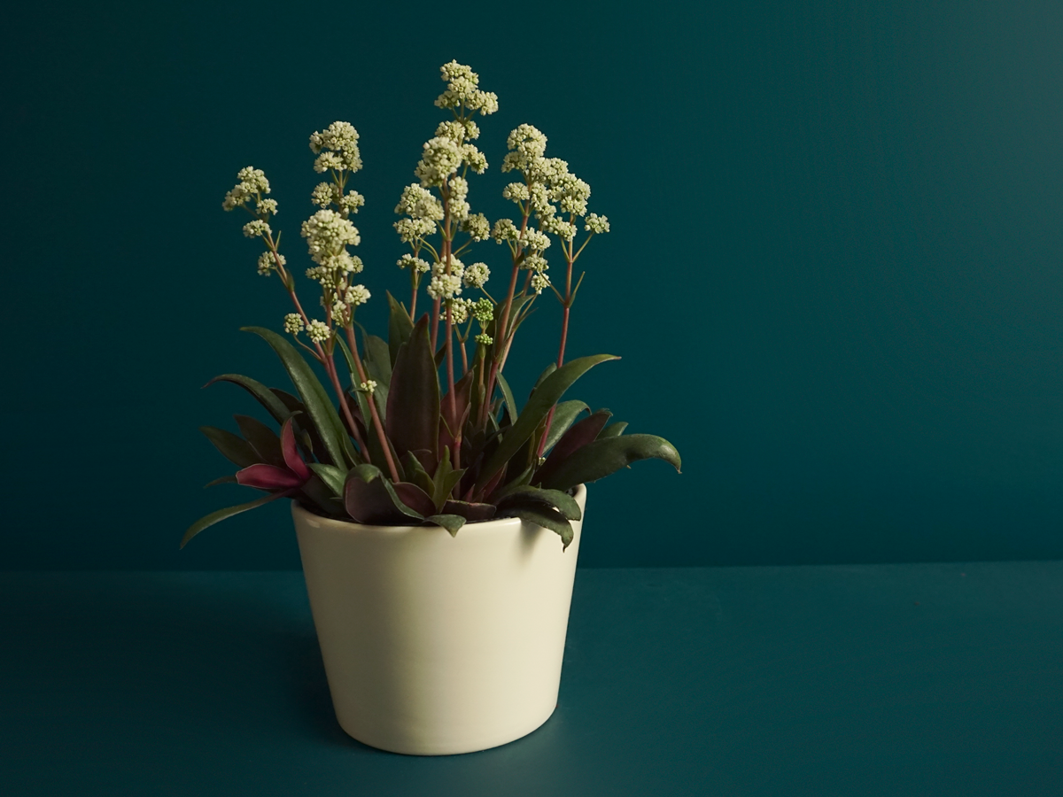 Krasula | Crassula Rosularis |