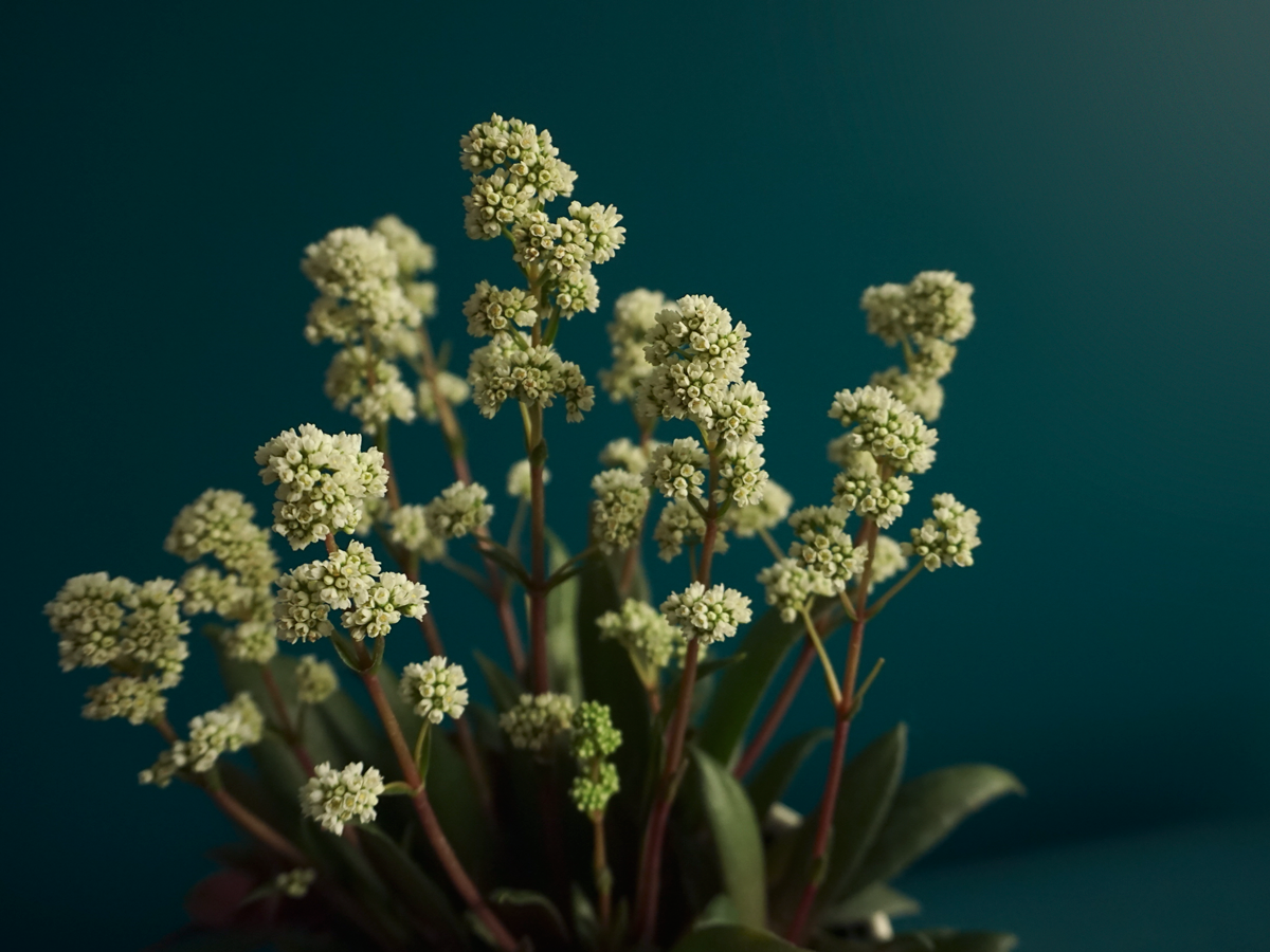 Krasula | Crassula Rosularis |