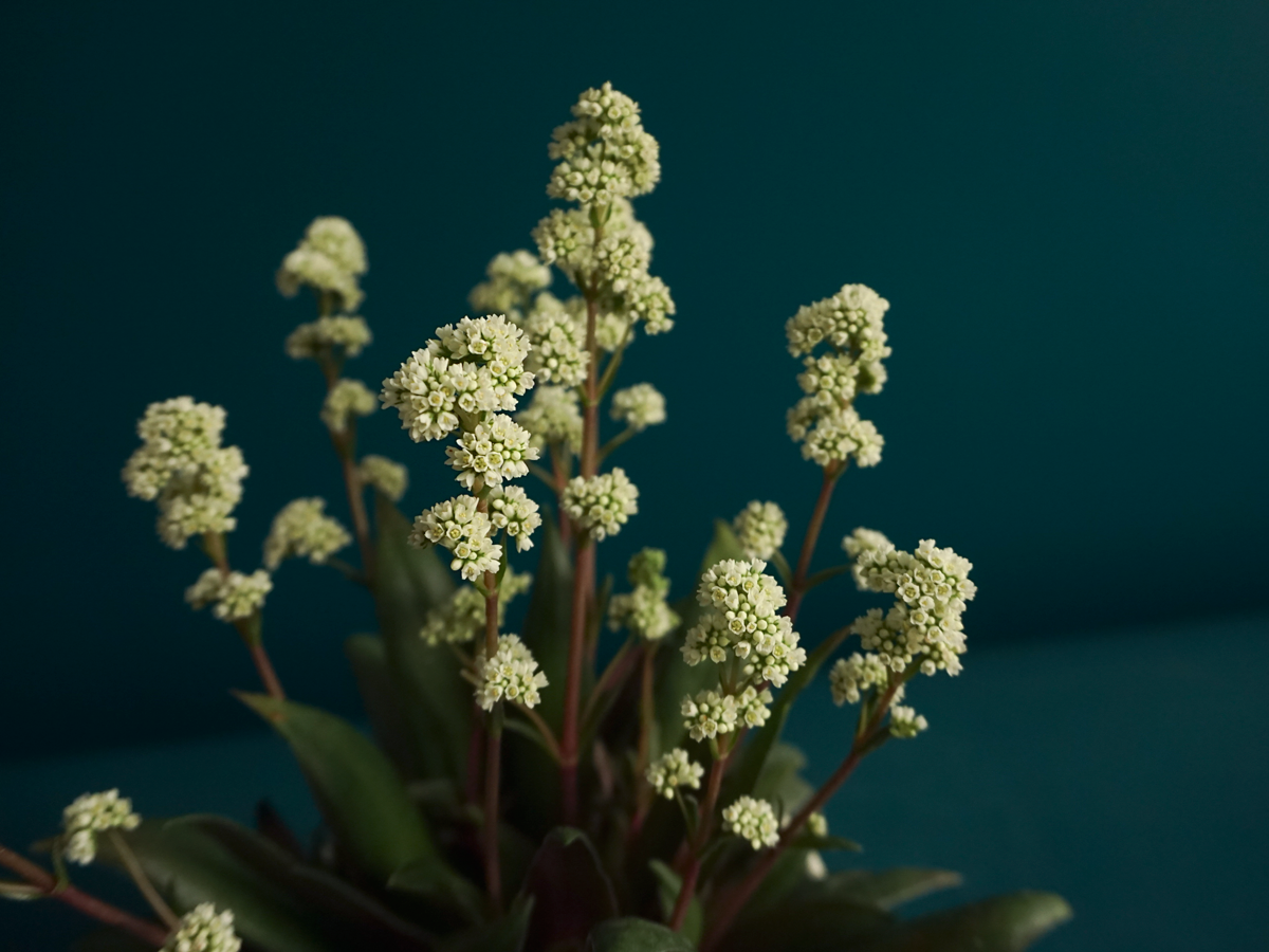 Krasula | Crassula Rosularis |