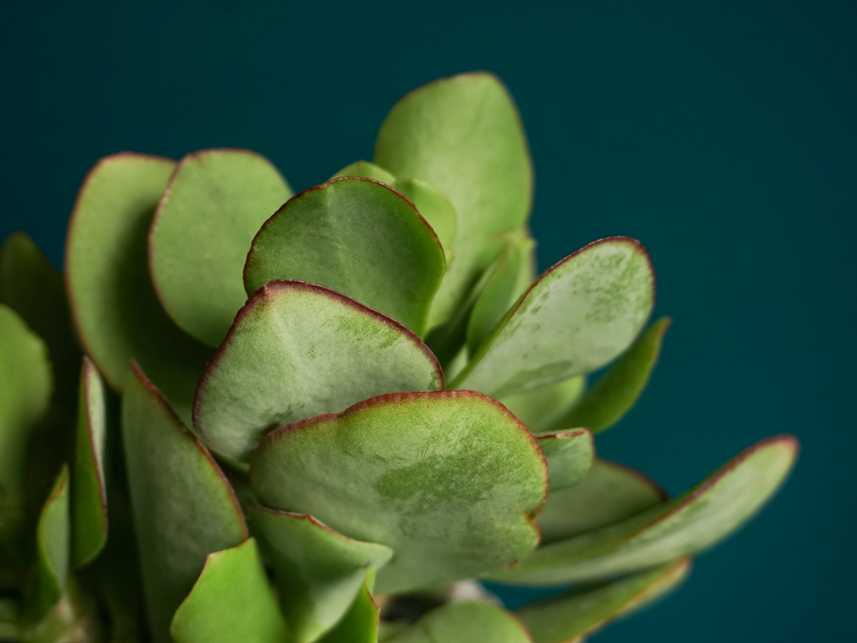Sukulents | Crassula |