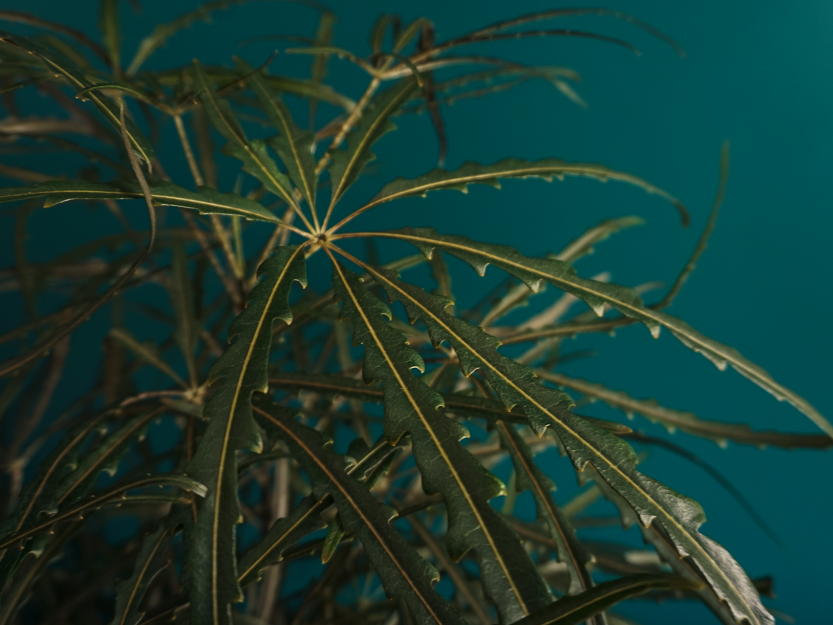 Dizigoteka | Dizygotheca elegantissima |