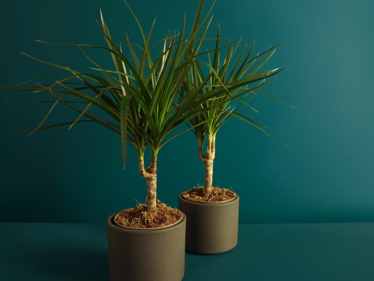 Dracēna | Dracaena magenta |