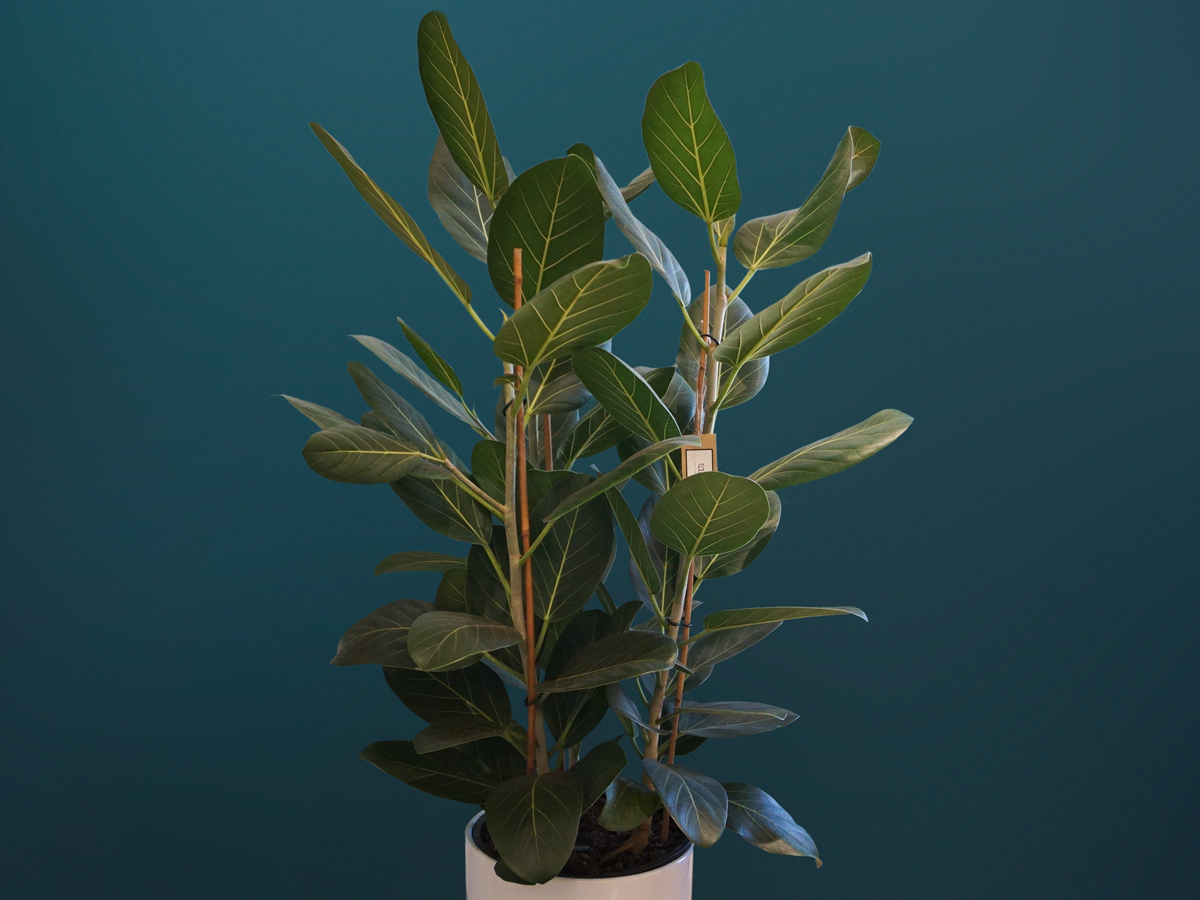 Fikuss | Ficus benghalensis |