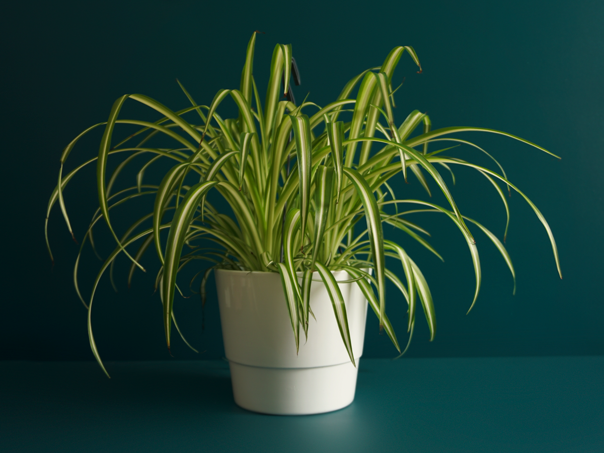 Chlorophyte Chlorophytum |