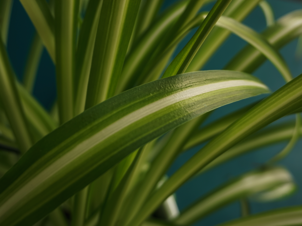 Chlorophyte Chlorophytum |