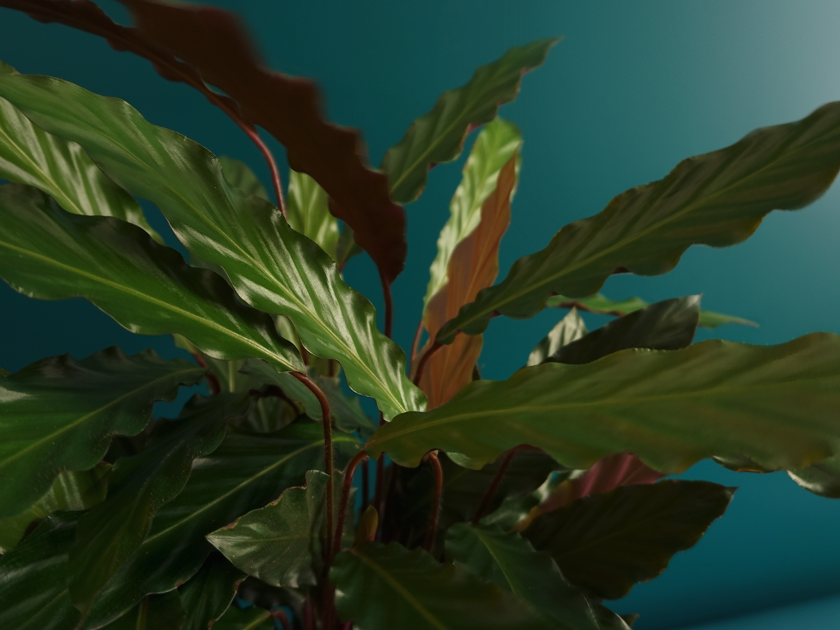 Fish Calathea rufibarba