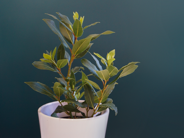 Lauru krūms  | Laurus nobilis |