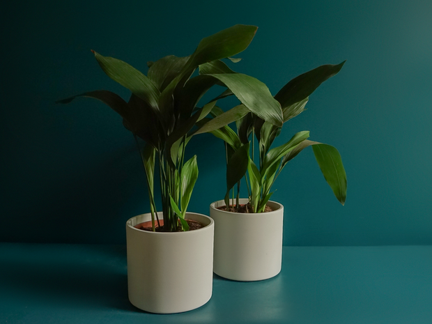 Aspidistra | Aspidistra elatior |