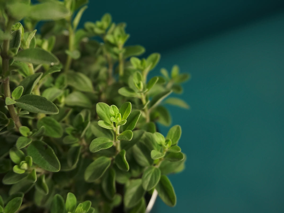 Herbs Herbae |