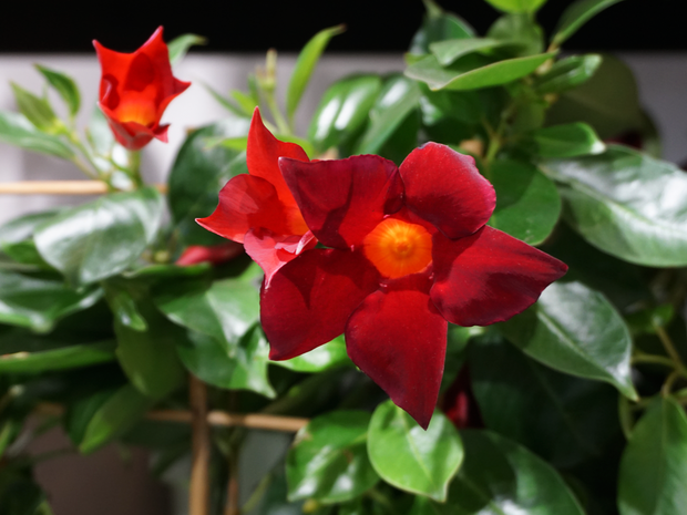 Mandevilla | Mandevilla |