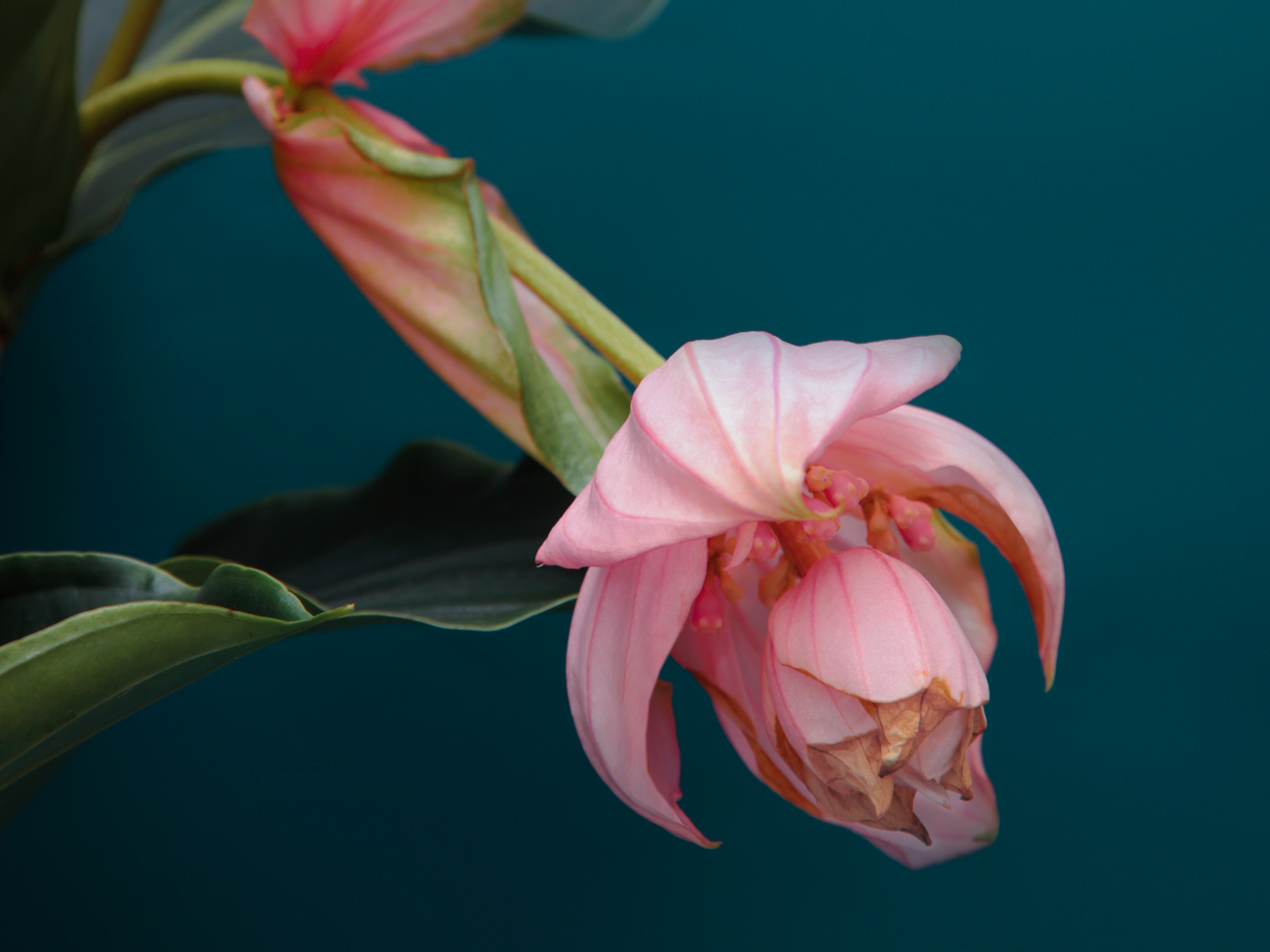 Medinilla | Medinilla magnifica |