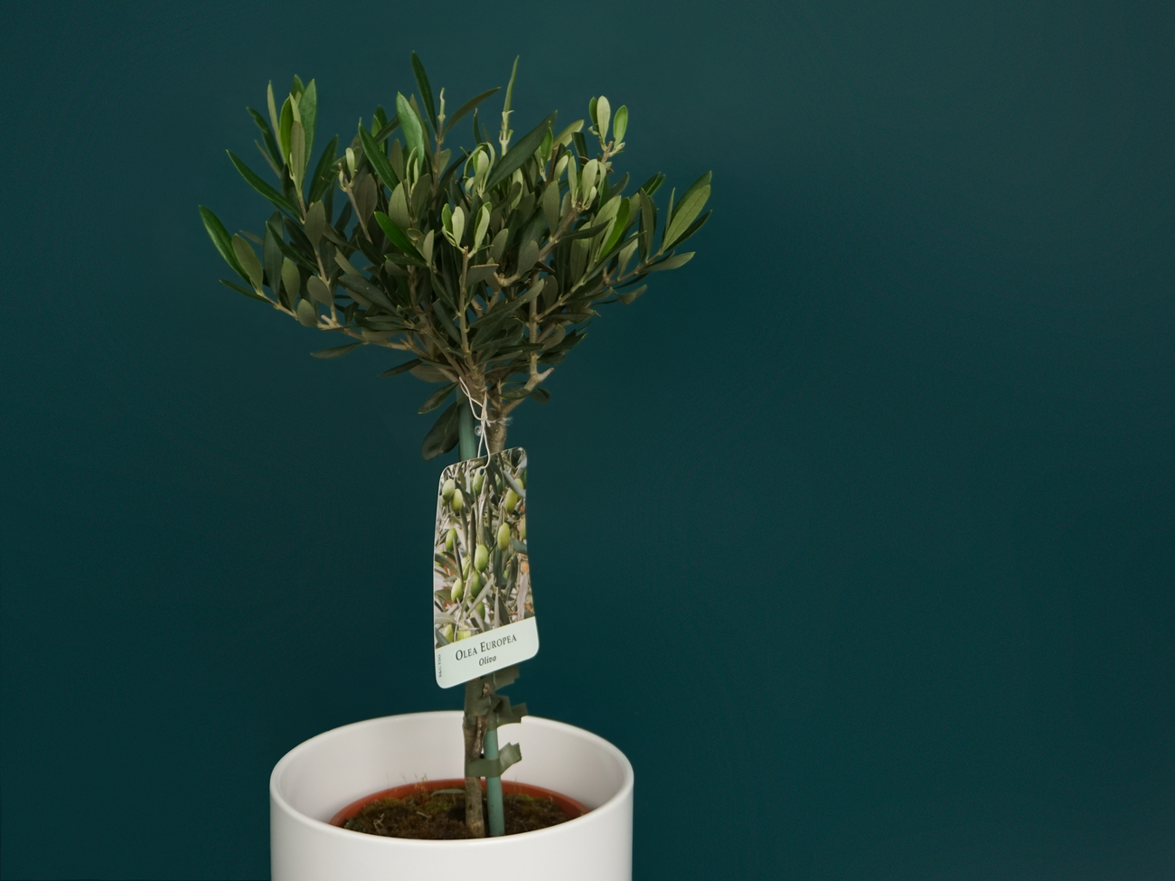 Olīvkoks | Olea europaea |