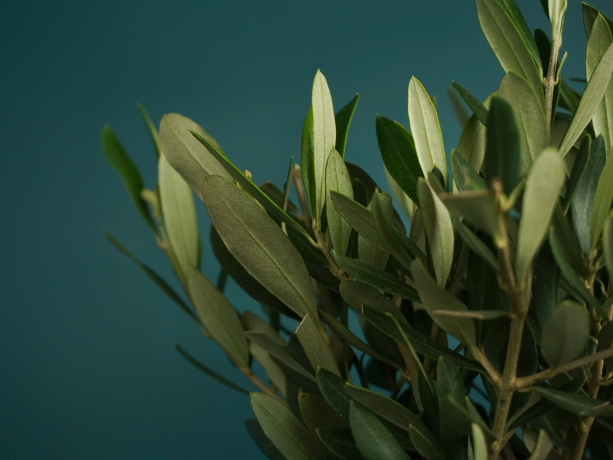 Olive tree Olea europaea