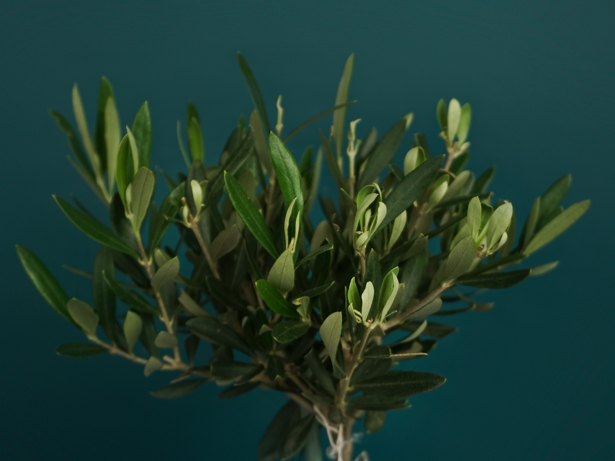 Olive tree Olea europaea