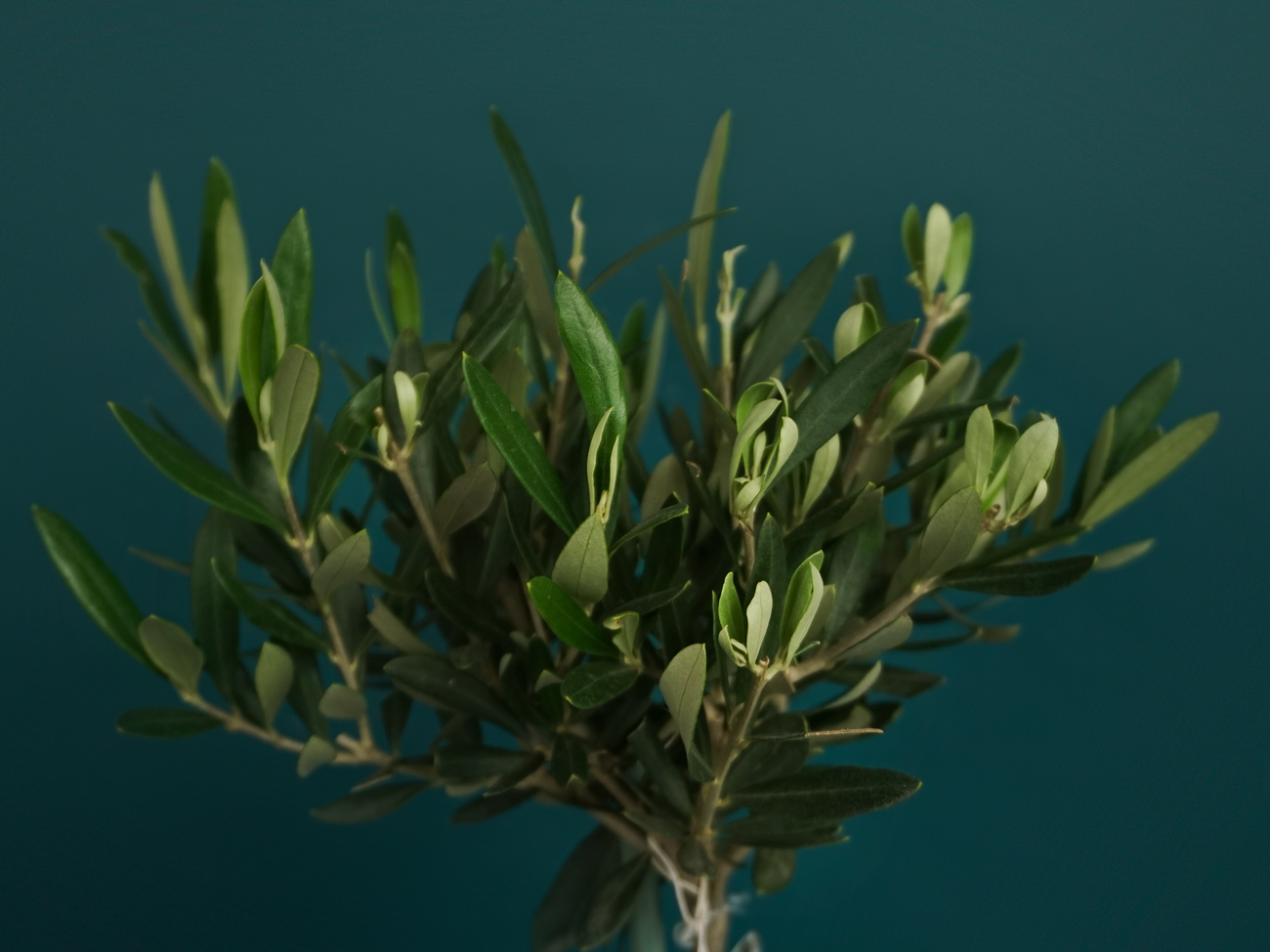 Olīvkoks | Olea europaea |