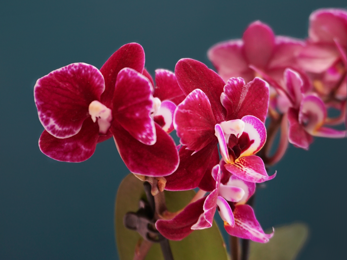 Orhideja | Phalaenopsis |