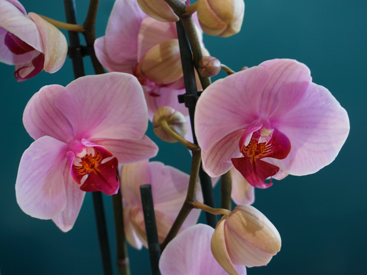 Orchids Phalaenopsis