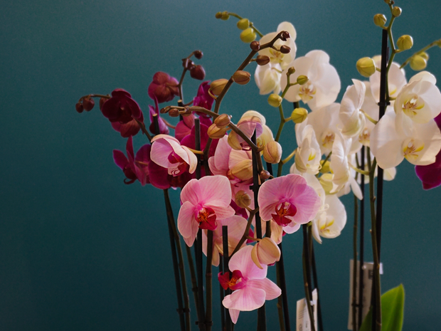 Orhideja | Phalaenopsis |