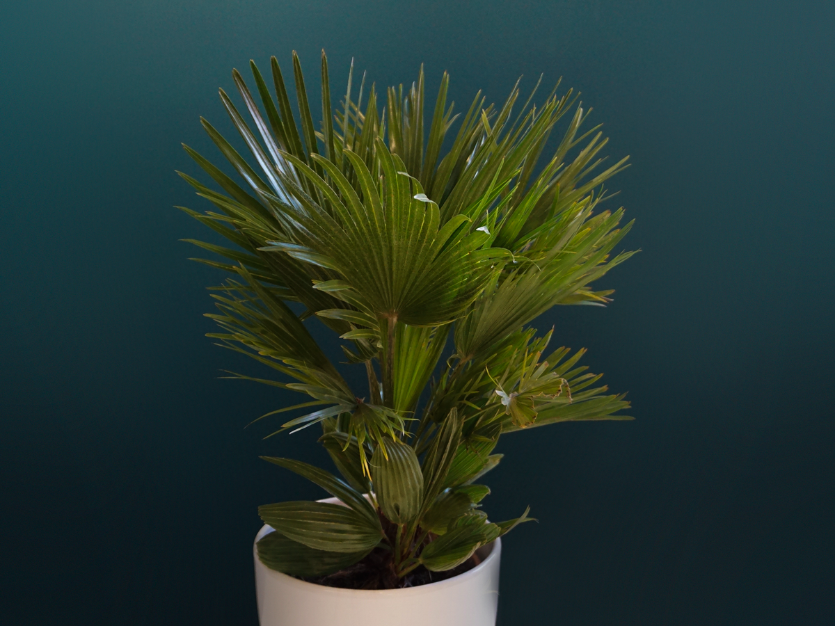Palma | Chamaerops humilis |