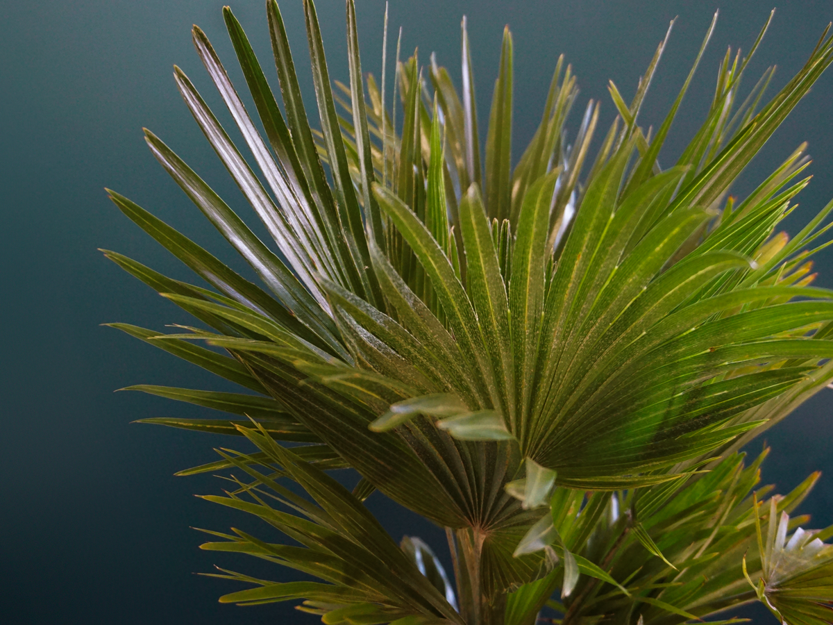 Palma | Chamaerops humilis |