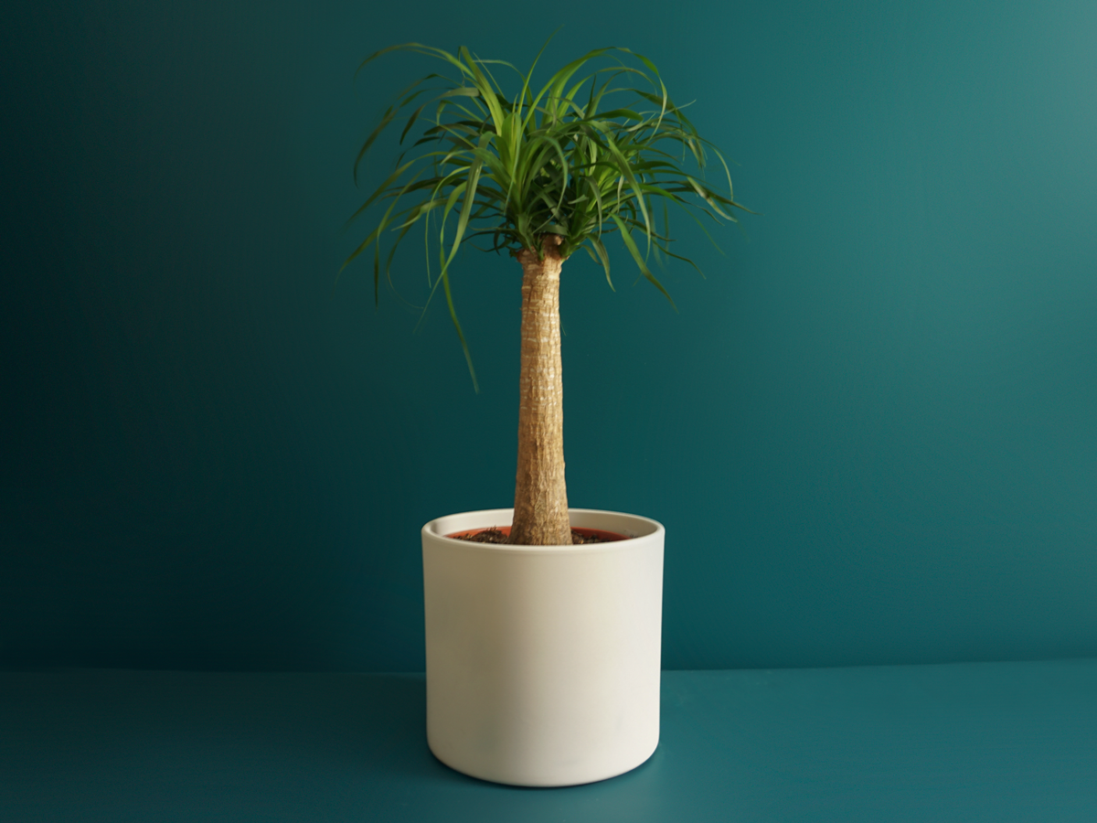 Palma | Beaucarnea Recurvata |