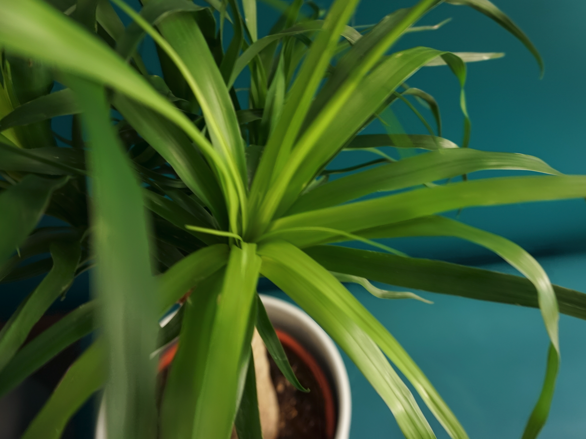 Palma | Beaucarnea Recurvata |