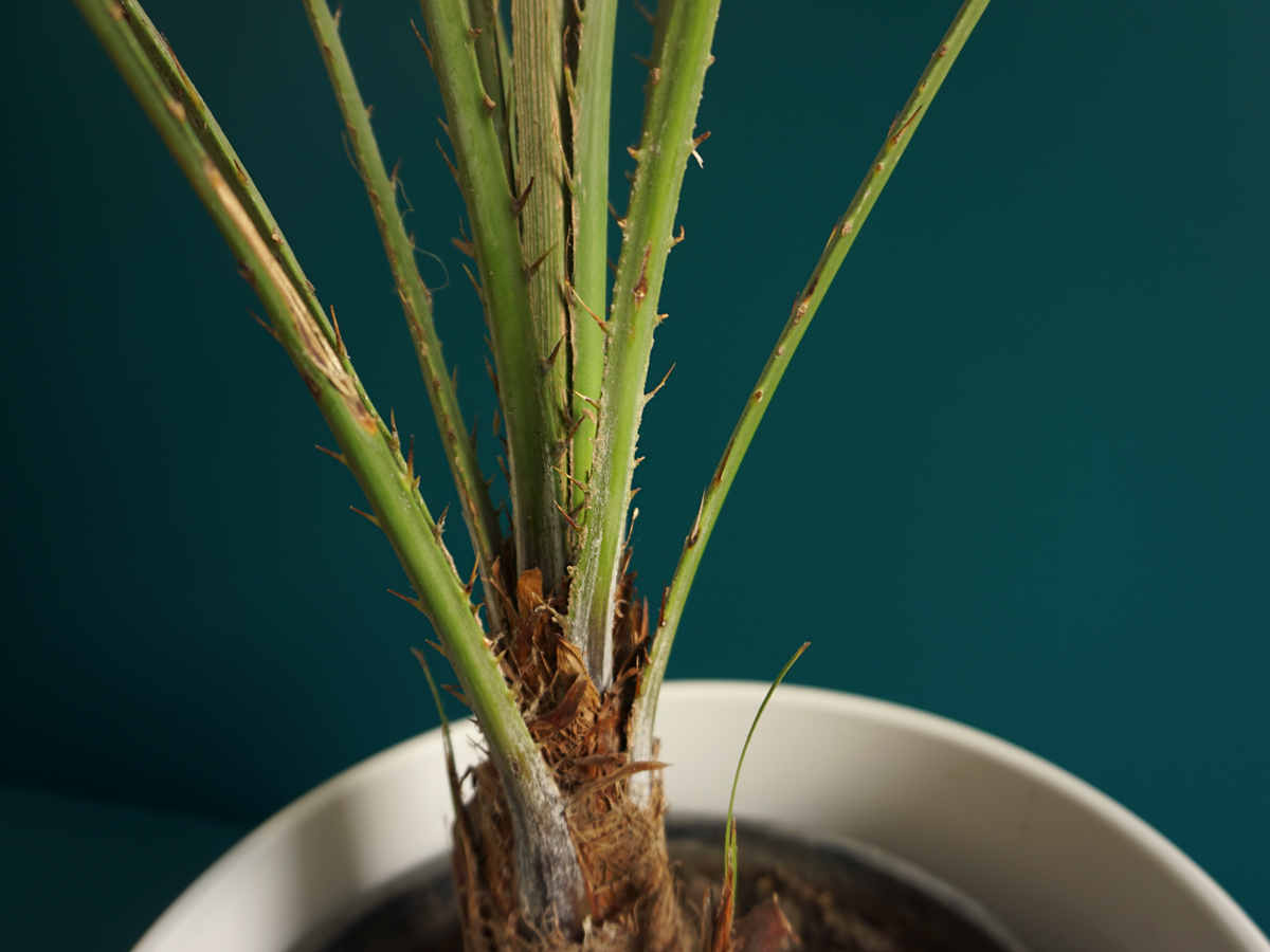 Palma | Chamaerops humilis |