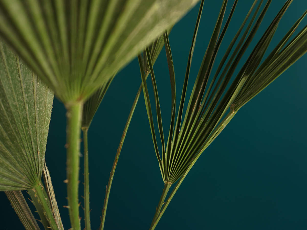 Palma | Chamaerops humilis |