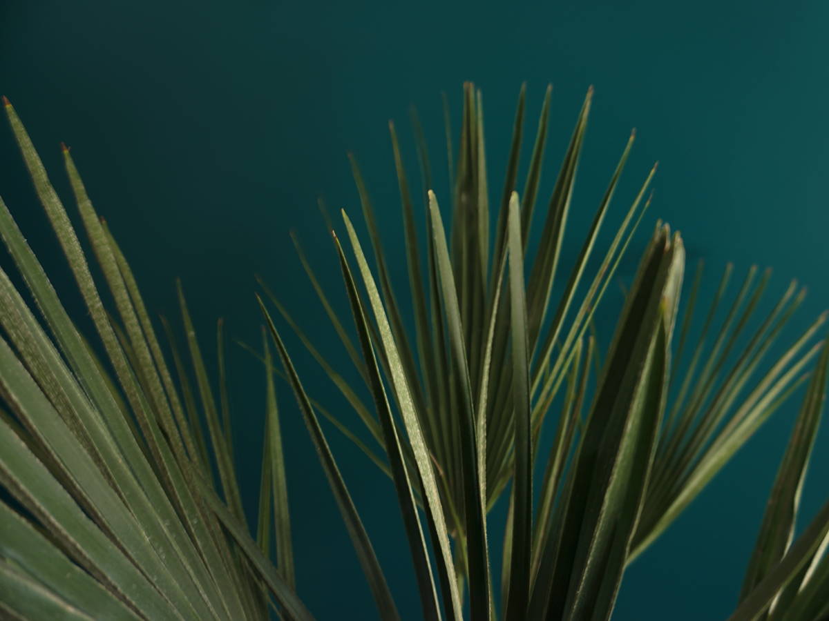 Palma | Chamaerops humilis |