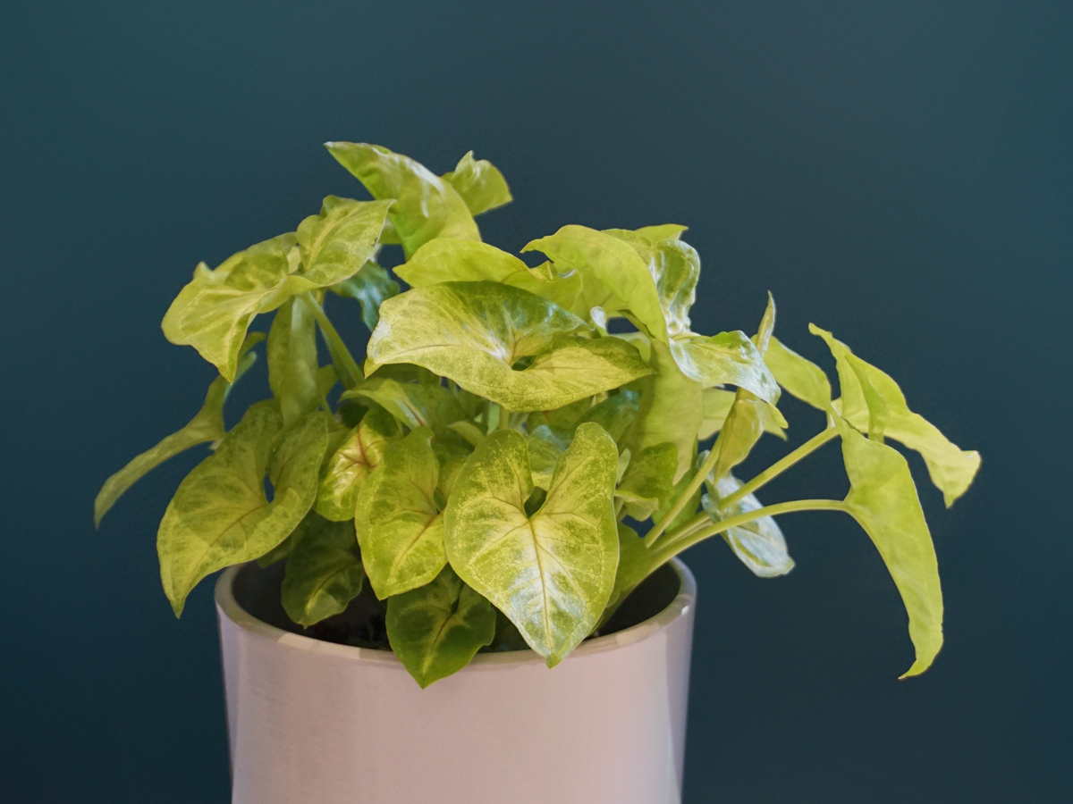 Singonia Syngonium podophyllum