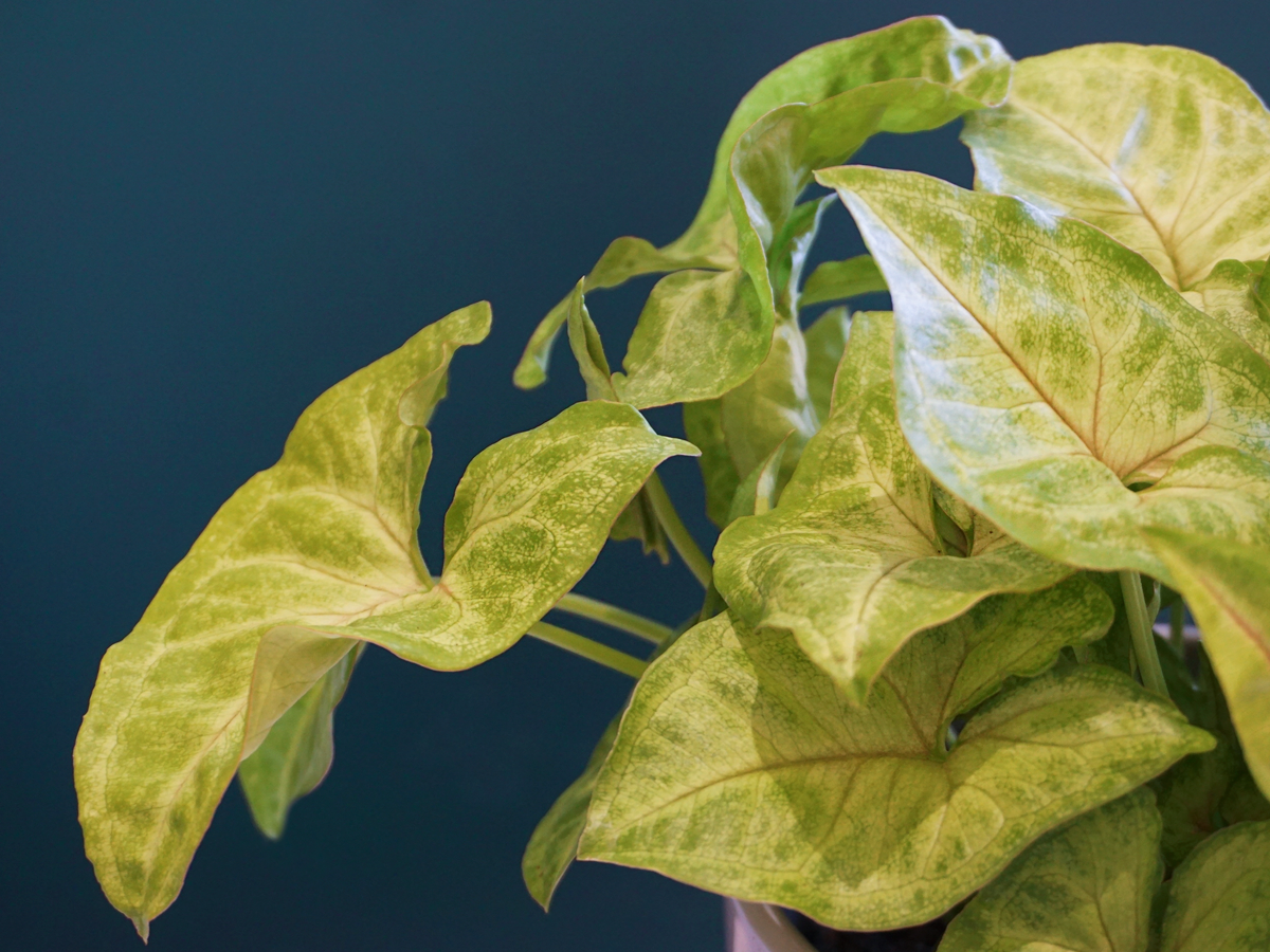 Singonia Syngonium podophyllum