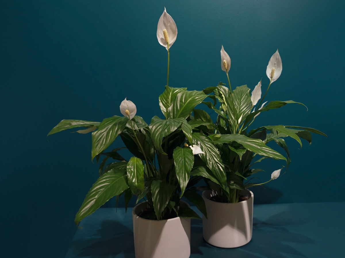 Spatifil Spathiphyllum |