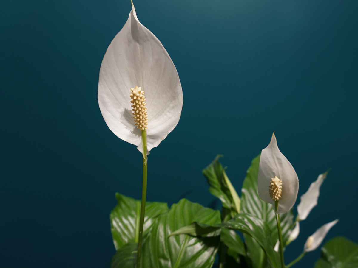 Spatifīla | Spathiphyllum |