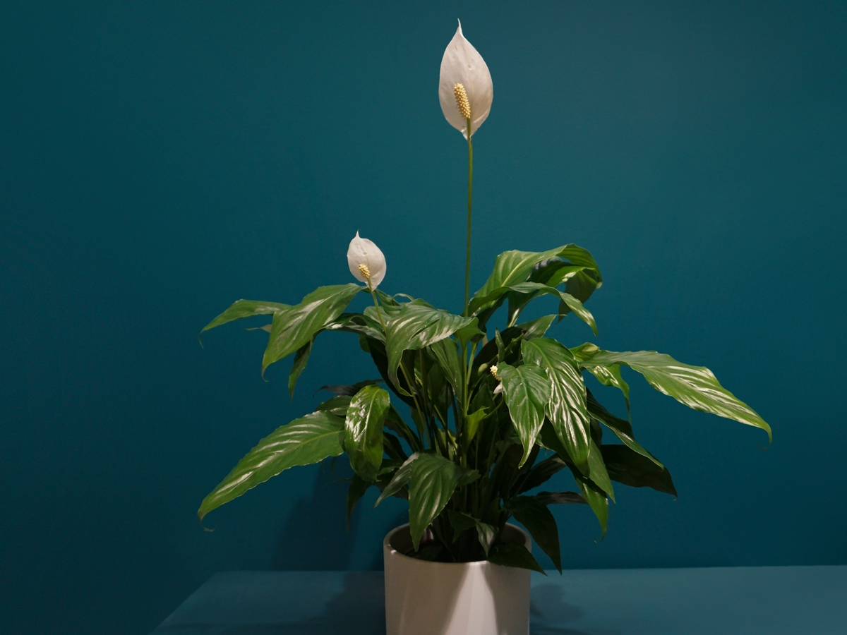 Spatifil Spathiphyllum |