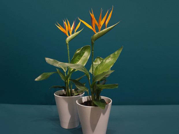 Strelīcija | Strelitzia reginae |