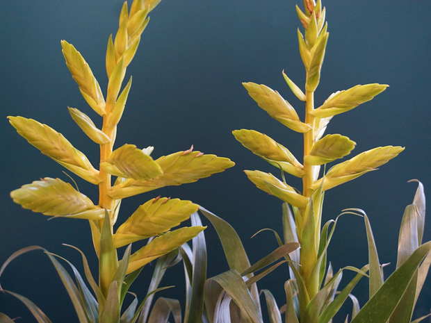 Frīzejas | Vriesea |