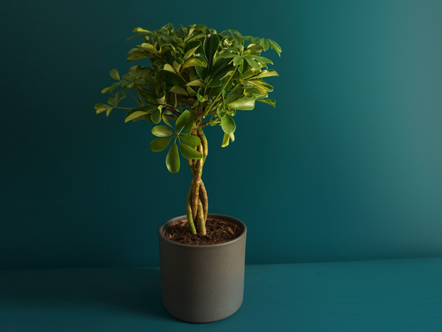 Šeflēra | Scheffera actinophylla |