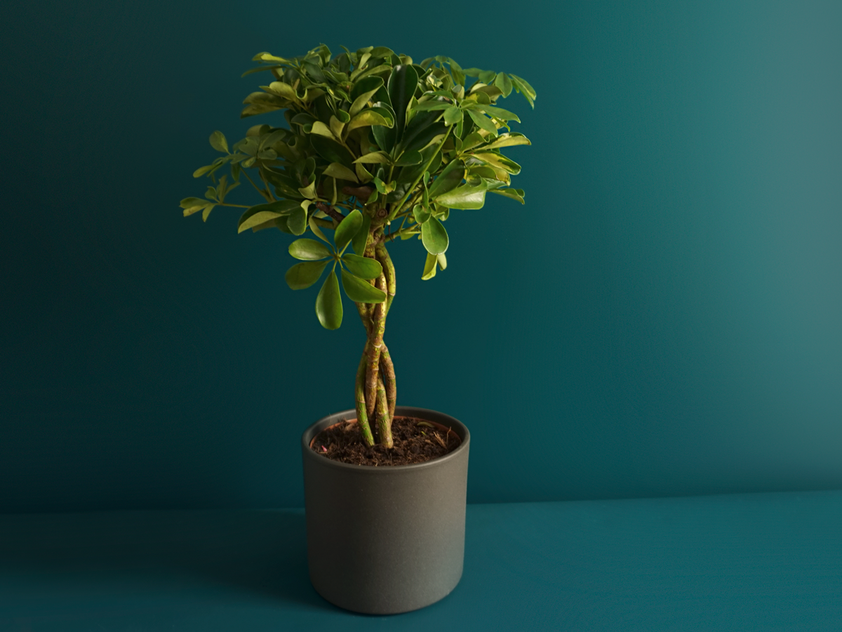 Šeflēra | Scheffera actinophylla |