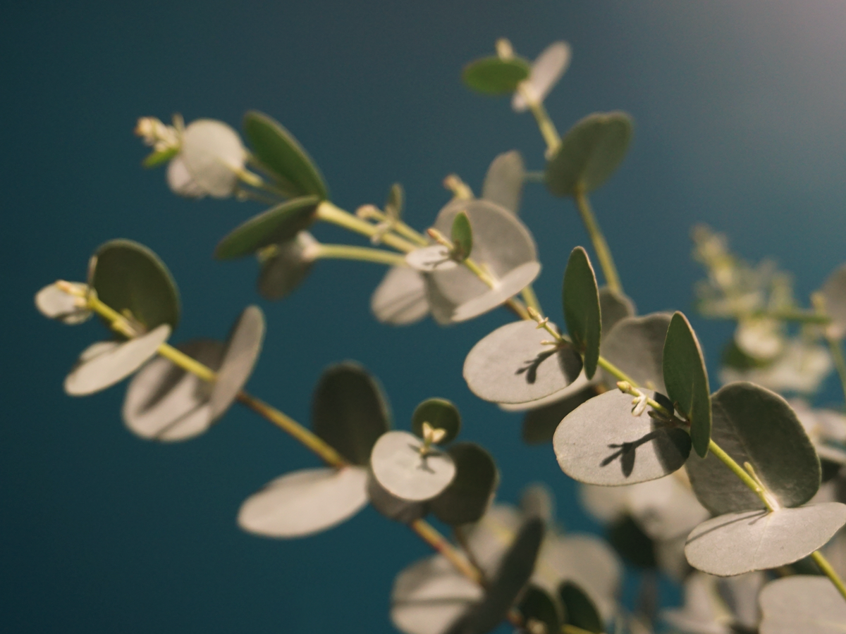 Eikalipti | Eucalyptus | + citi zaļumi