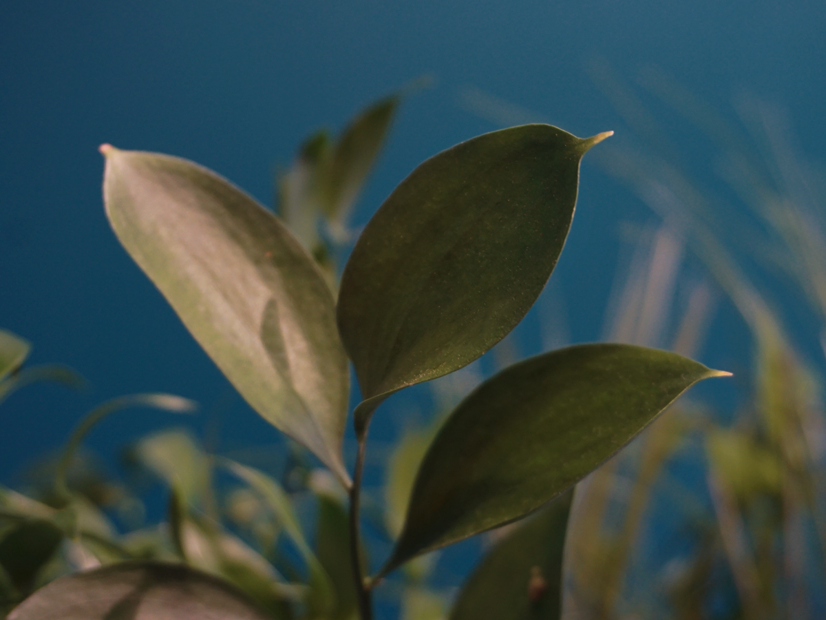 Eikalipti | Eucalyptus | + citi zaļumi