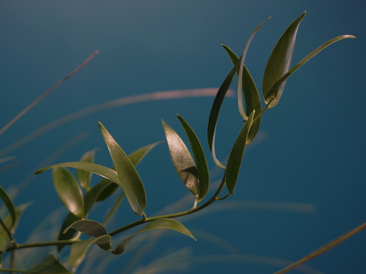Eikalipti | Eucalyptus | + citi zaļumi