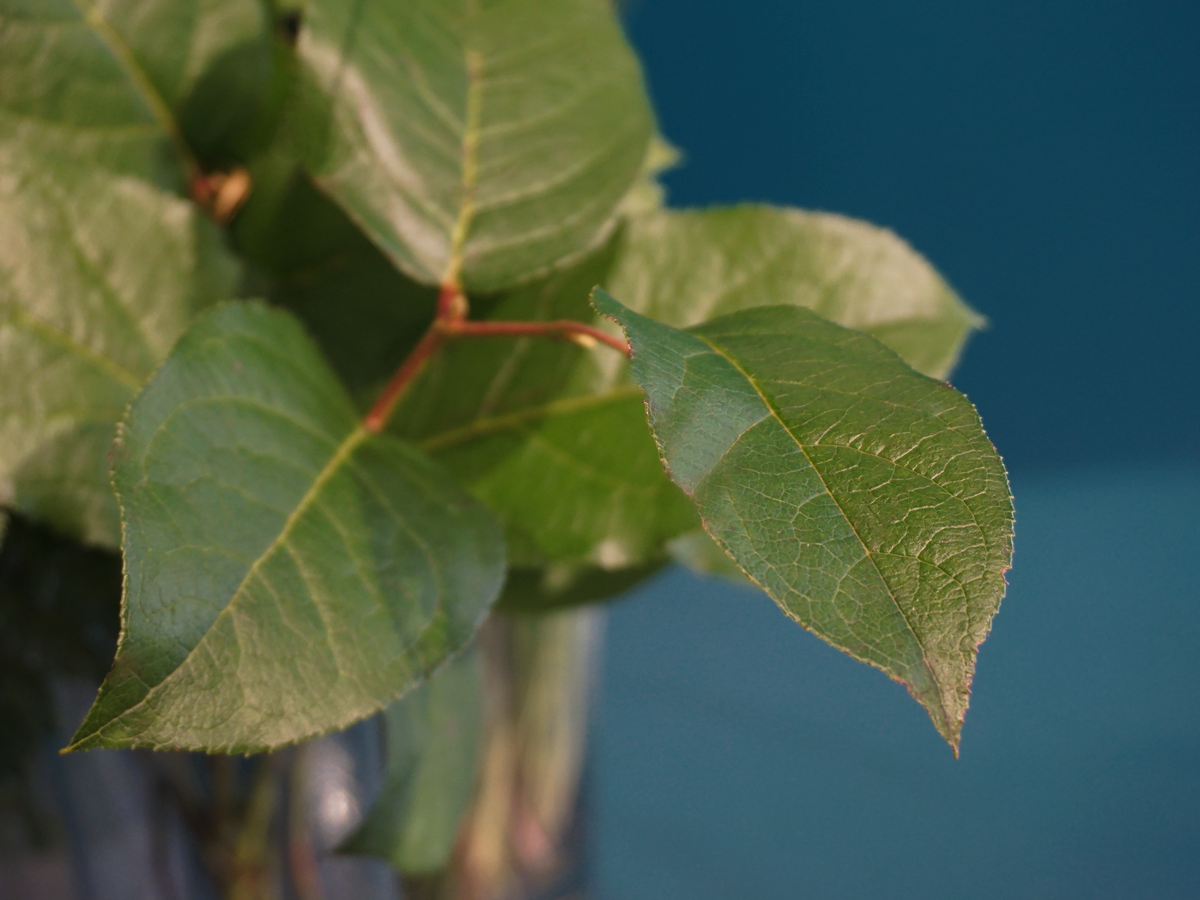 Eikalipti | Eucalyptus | + citi zaļumi