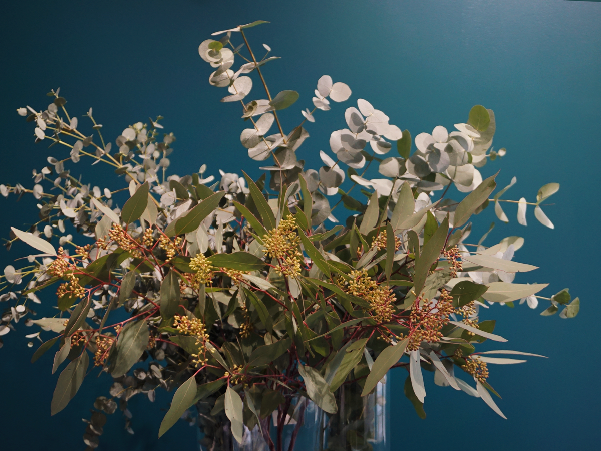 Eikalipti | Eucalyptus | + citi zaļumi