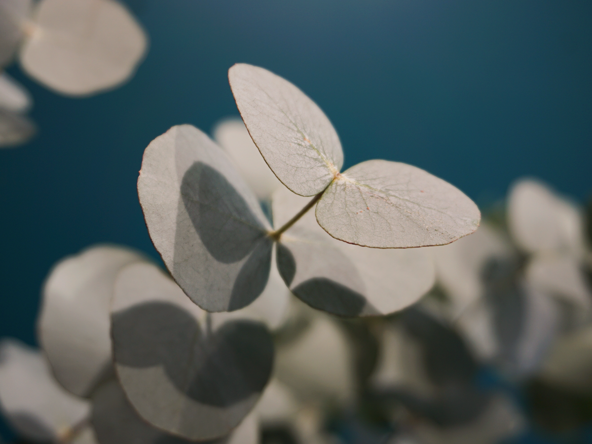 Eikalipti | Eucalyptus | + citi zaļumi