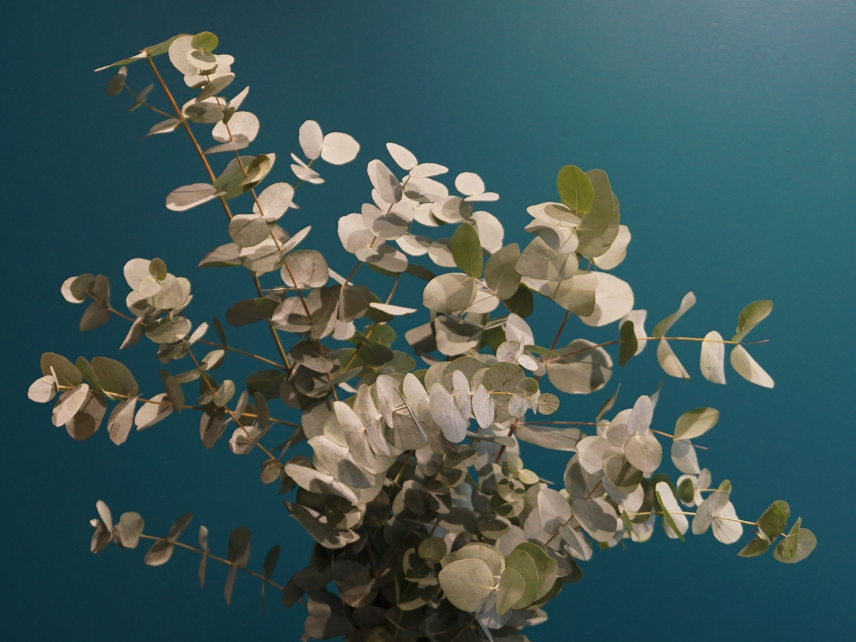 Eikalipti | Eucalyptus | + citi zaļumi