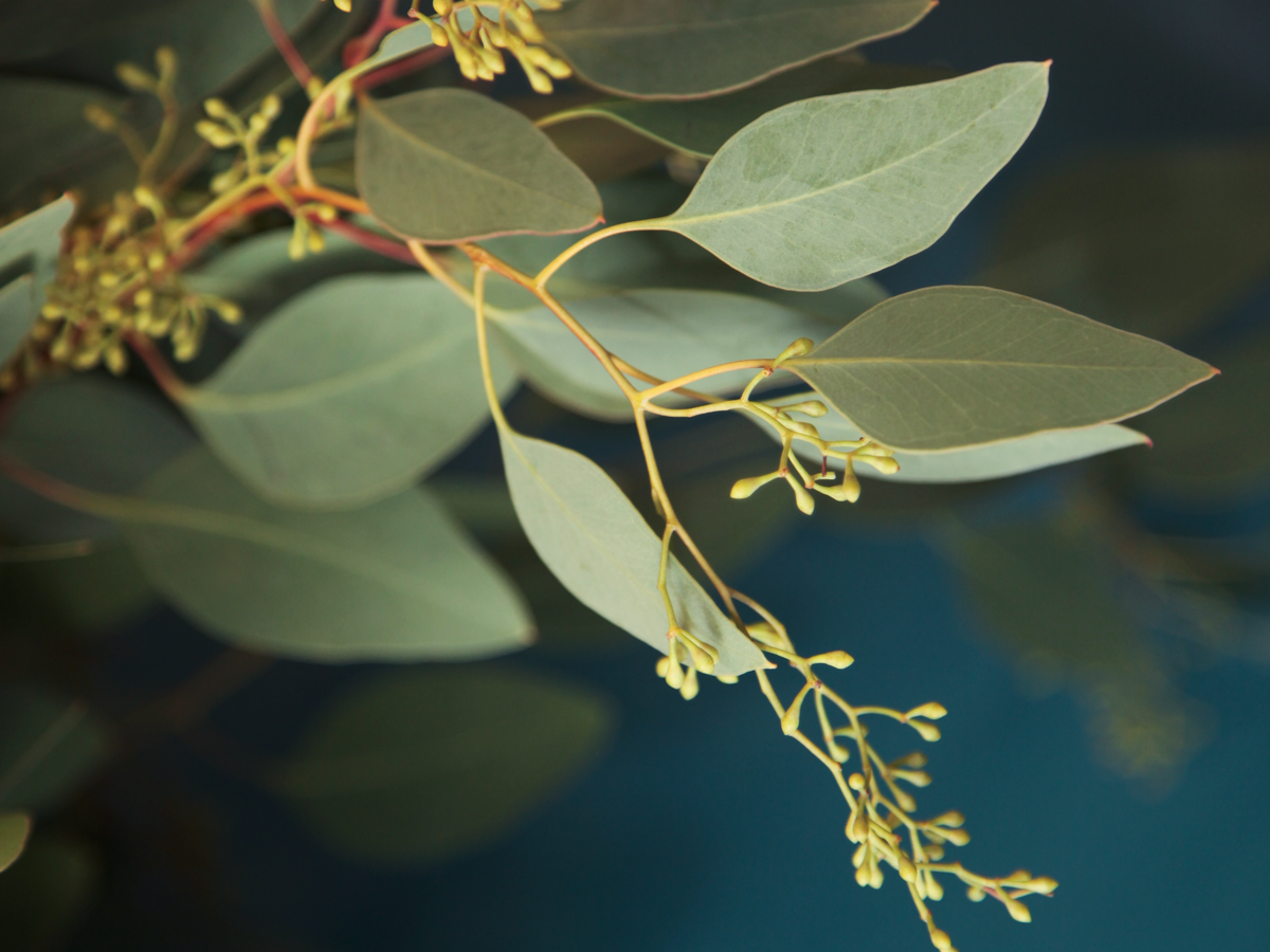 Eikalipti | Eucalyptus | + citi zaļumi