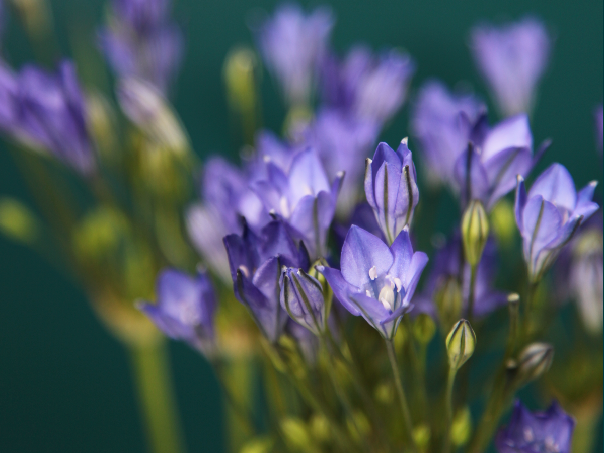 Triteleia | Brodea |