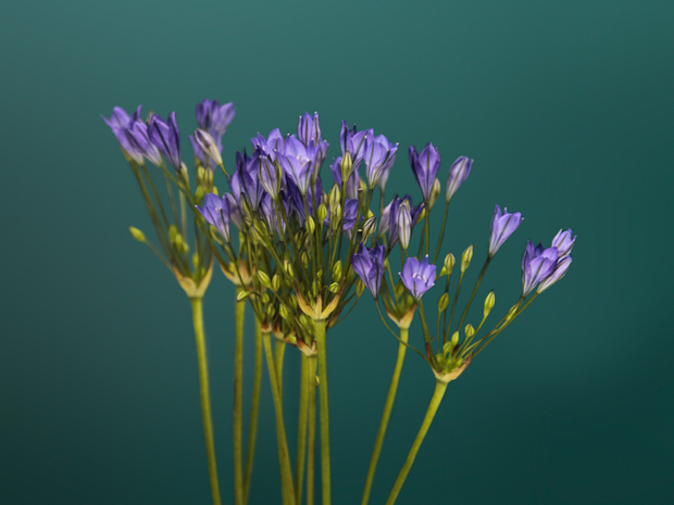 Agapanti | Agapanthus africanus |