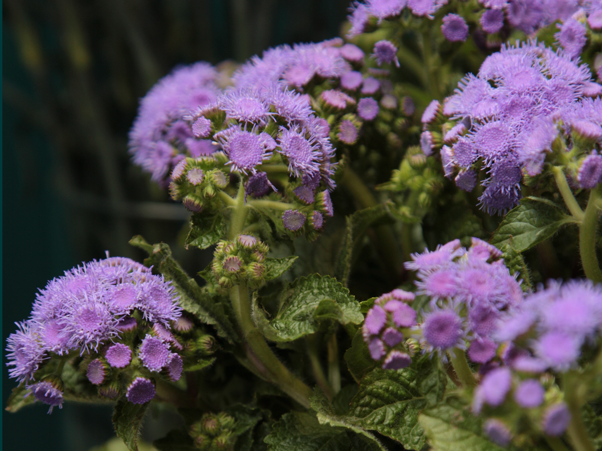 Agerāti | Ageratum |